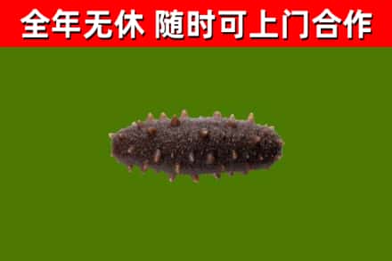 红旗回收海参干